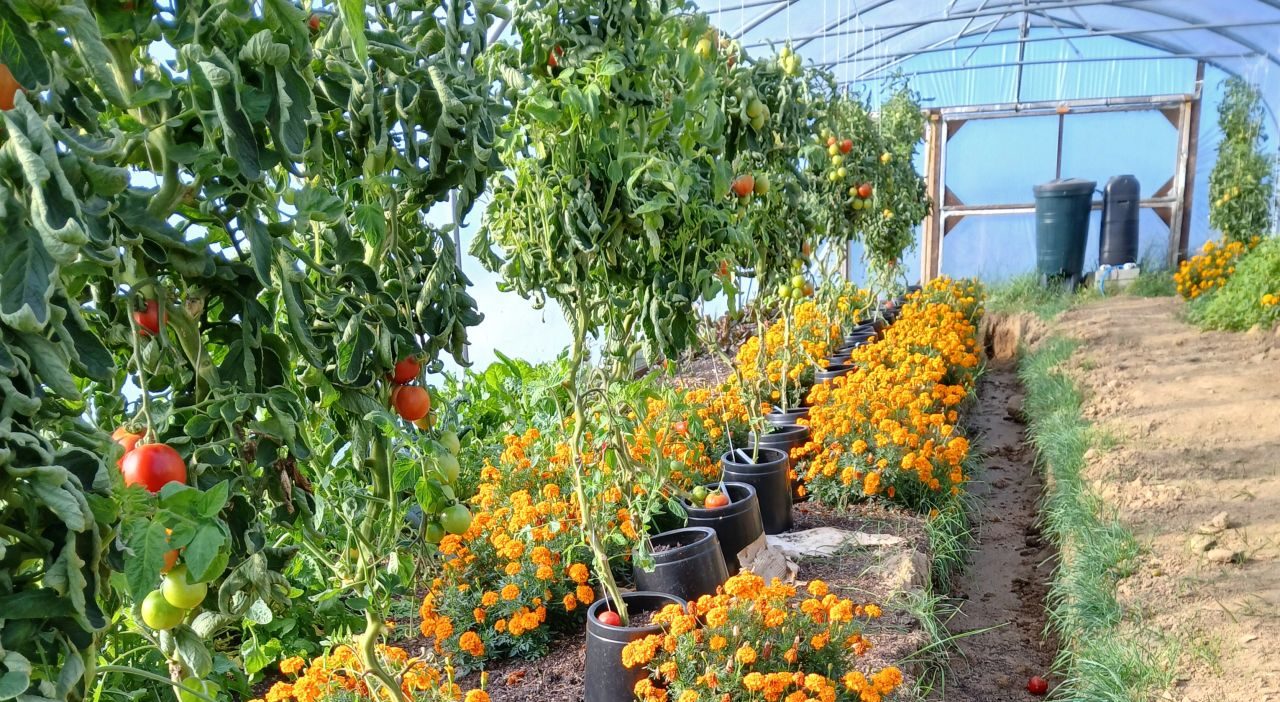 down to zero greenhouse